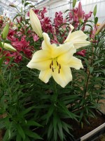 [4156 Big Brother Mak No01.JPG]